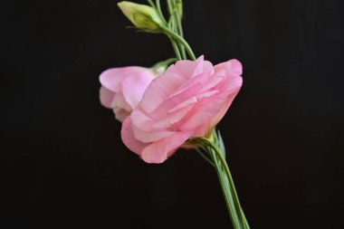 Koyu arkaplanda güzel Eustoma çiçekleri 