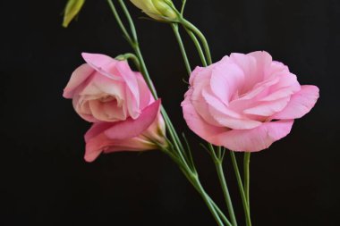 Koyu arkaplanda güzel Eustoma çiçekleri 