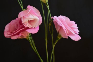 Koyu arkaplanda güzel Eustoma çiçekleri 