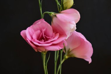 Koyu arkaplanda güzel Eustoma çiçekleri 