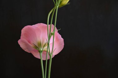 Koyu arkaplanda güzel Eustoma çiçekleri 