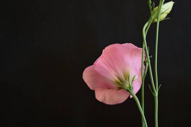 Koyu arkaplanda güzel Eustoma çiçekleri 