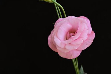 Koyu arkaplanda güzel Eustoma çiçekleri 