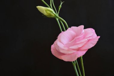 Koyu arkaplanda güzel Eustoma çiçekleri 