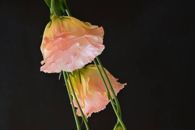 Koyu arkaplanda güzel Eustoma çiçekleri 