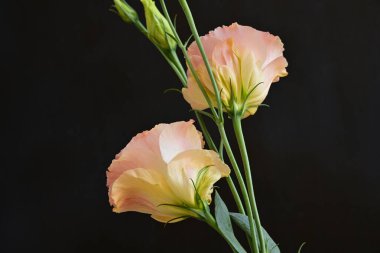 Koyu arkaplanda güzel Eustoma çiçekleri 