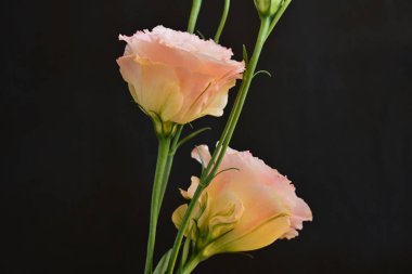 Koyu arkaplanda güzel Eustoma çiçekleri 