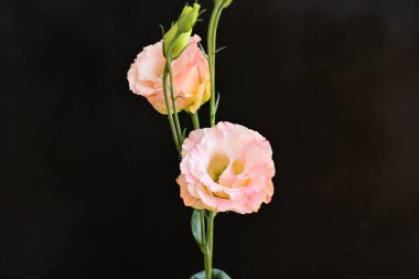 Koyu arkaplanda güzel Eustoma çiçekleri 