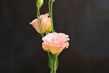 Koyu arkaplanda güzel Eustoma çiçekleri 