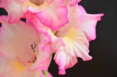 Siyah arka planda güzel bir gladiolus çiçeği