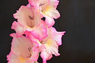 Siyah arka planda güzel bir gladiolus çiçeği