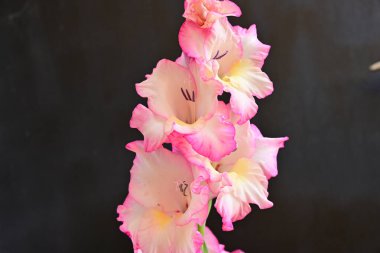 Siyah arka planda güzel bir gladiolus çiçeği