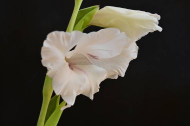 Siyah arka planda güzel bir gladiolus çiçeği