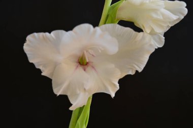 Siyah arka planda güzel bir gladiolus çiçeği