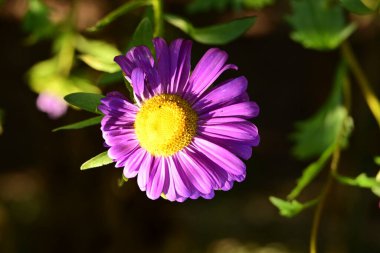 Bahçedeki güzel çiçekleri kapat.