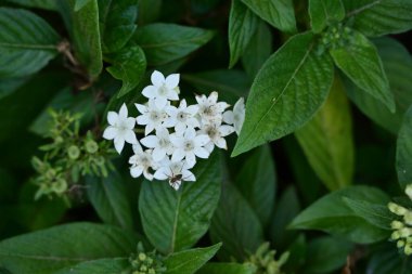 Bahçedeki güzel çiçekleri kapat.