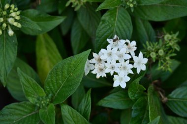 Bahçedeki güzel çiçekleri kapat.
