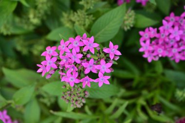 Bahçedeki güzel çiçekleri kapat.