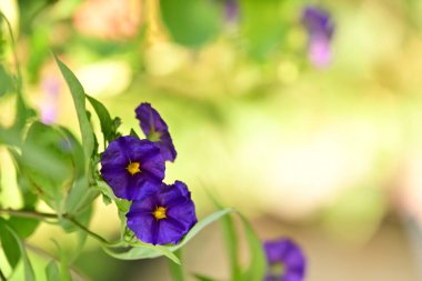 Bahçedeki güzel çiçekleri kapat.