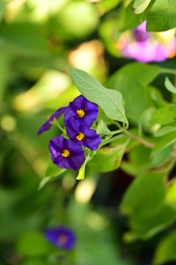 Bahçedeki güzel çiçekleri kapat.