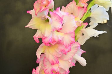 Bulanık arkaplanda gladiolus çiçeklerini kapat 