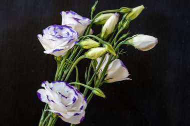 Güzel Eustoma çiçeklerini kapat. 