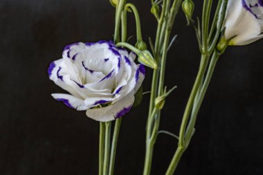 Güzel Eustoma çiçeklerini kapat. 