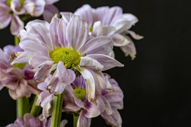 kasımpatı çiçekleri siyah arka plan üzerine 