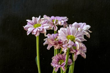 kasımpatı çiçekleri siyah arka plan üzerine 