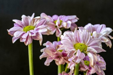 kasımpatı çiçekleri siyah arka plan üzerine 