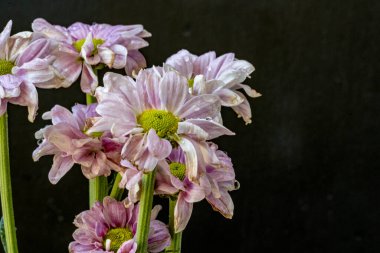 kasımpatı çiçekleri siyah arka plan üzerine 