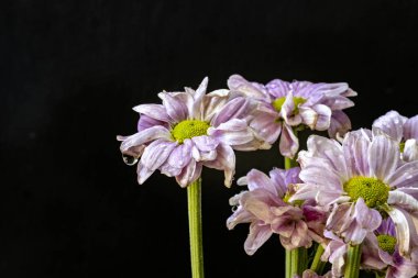 kasımpatı çiçekleri siyah arka plan üzerine 