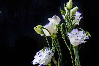 Güzel Eustoma çiçeklerini kapat. 