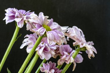 kasımpatı çiçekleri siyah arka plan üzerine 