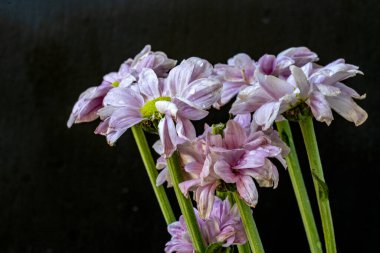 kasımpatı çiçekleri siyah arka plan üzerine 