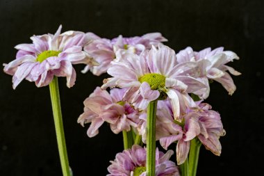 kasımpatı çiçekleri siyah arka plan üzerine 