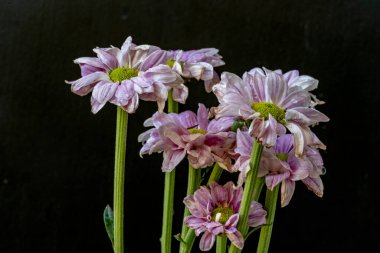 kasımpatı çiçekleri siyah arka plan üzerine 