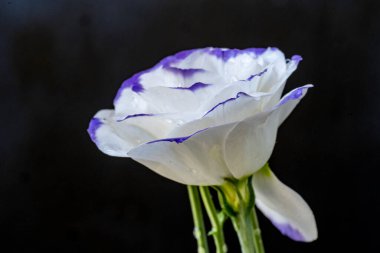 Güzel Eustoma çiçeklerini kapat. 