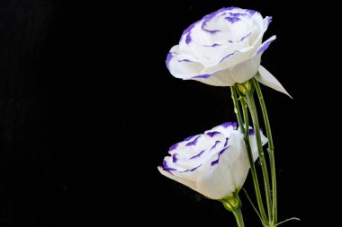 Güzel Eustoma çiçeklerini kapat. 