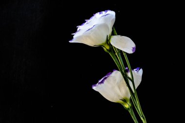 Güzel Eustoma çiçeklerini kapat. 