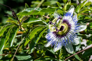 Bahçedeki güzel çiçekler çiçek tarhında 