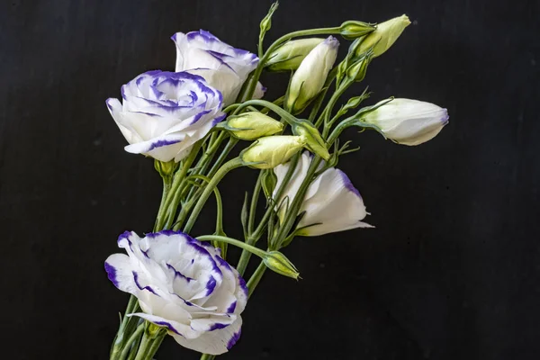 Güzel Eustoma çiçeklerini kapat. 