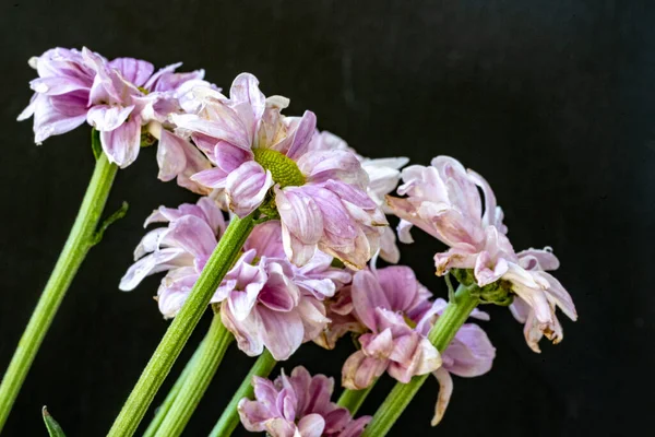 kasımpatı çiçekleri siyah arka plan üzerine 