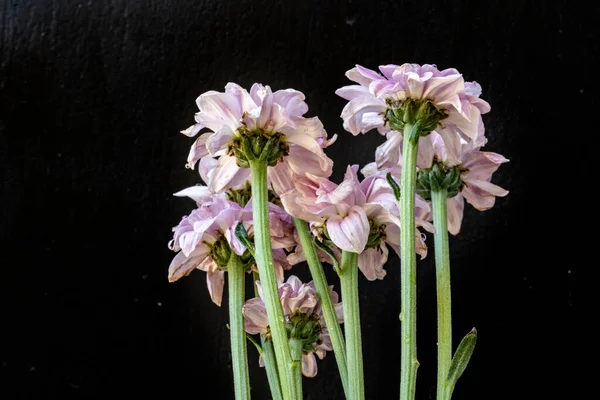 kasımpatı çiçekleri siyah arka plan üzerine 