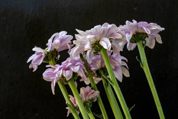 kasımpatı çiçekleri siyah arka plan üzerine 