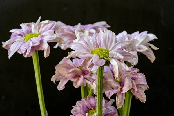 kasımpatı çiçekleri siyah arka plan üzerine 