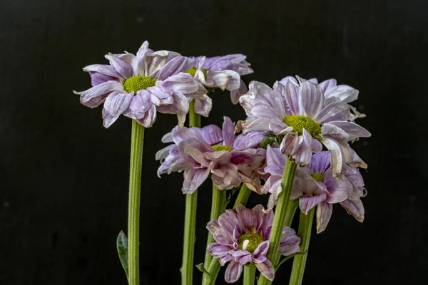 kasımpatı çiçekleri siyah arka plan üzerine 