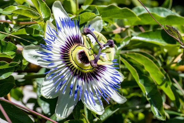Bahçedeki güzel çiçekler çiçek tarhında 