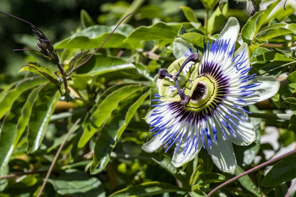 Bahçedeki güzel çiçekler çiçek tarhında 