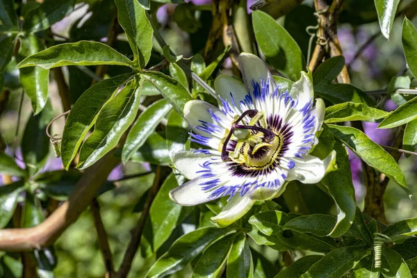 Bahçedeki güzel çiçekler çiçek tarhında 
